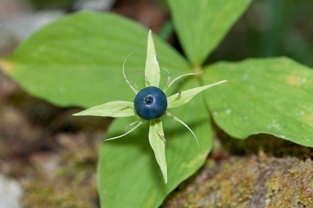 Paris quadrifolia